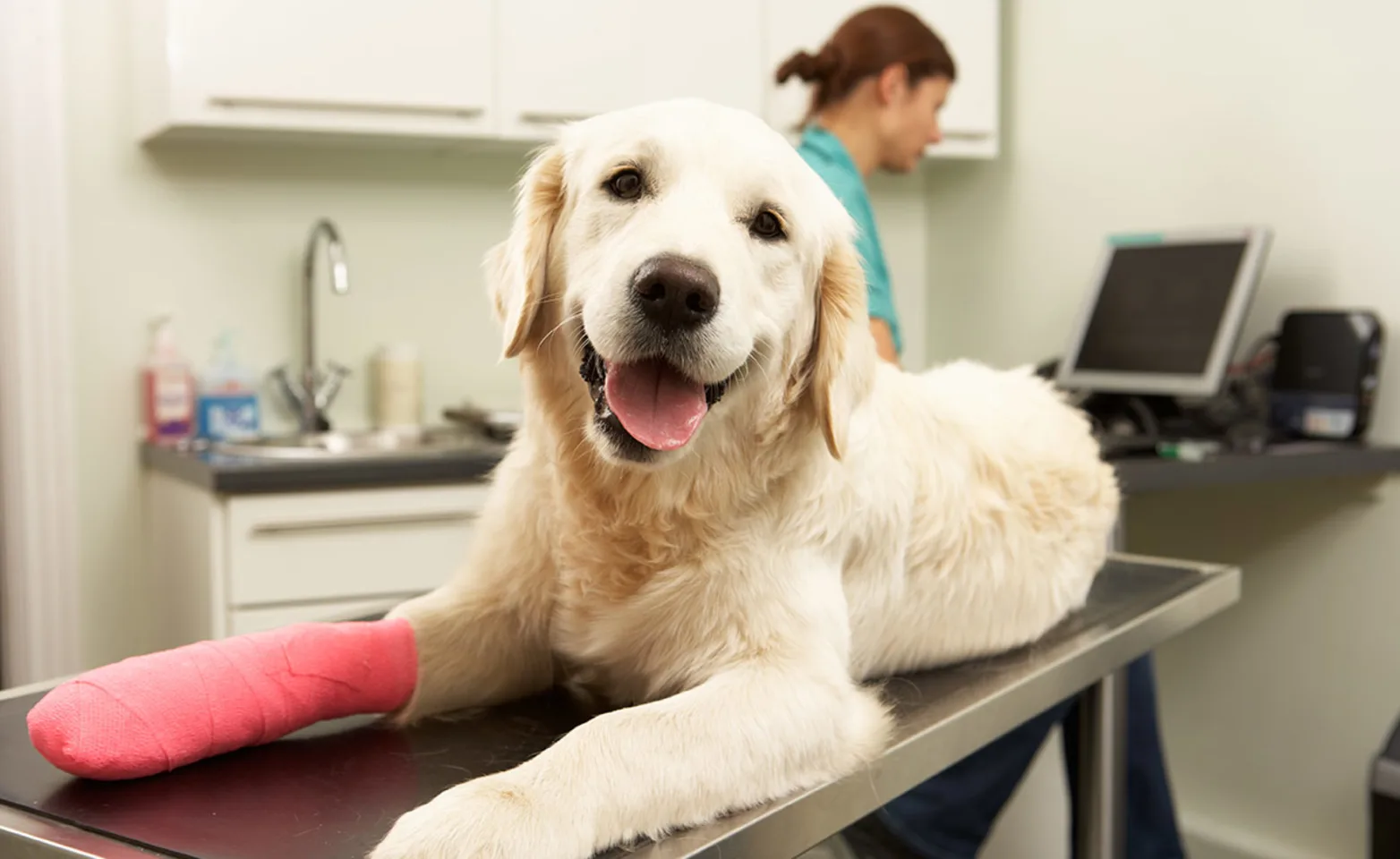 Dog on examination table with pink cast on